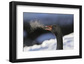 Greylag Goose (Anser Anser) Calling at Dawn with Steaming Breath. Scotland, December-Fergus Gill-Framed Photographic Print