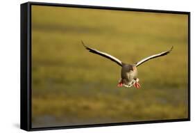 Greylag Goose (Anser Anser) in Flight, Caerlaverock Wwt, Scotland, Solway, UK, January-Danny Green-Framed Stretched Canvas