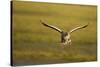 Greylag Goose (Anser Anser) in Flight, Caerlaverock Wwt, Scotland, Solway, UK, January-Danny Green-Stretched Canvas