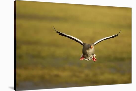 Greylag Goose (Anser Anser) in Flight, Caerlaverock Wwt, Scotland, Solway, UK, January-Danny Green-Stretched Canvas