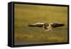 Greylag Goose (Anser Anser) in Flight, Caerlaverock Wwt, Scotland, Solway, UK, January-Danny Green-Framed Stretched Canvas