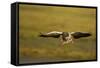 Greylag Goose (Anser Anser) in Flight, Caerlaverock Wwt, Scotland, Solway, UK, January-Danny Green-Framed Stretched Canvas