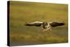 Greylag Goose (Anser Anser) in Flight, Caerlaverock Wwt, Scotland, Solway, UK, January-Danny Green-Stretched Canvas