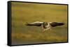 Greylag Goose (Anser Anser) in Flight, Caerlaverock Wwt, Scotland, Solway, UK, January-Danny Green-Framed Stretched Canvas