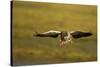 Greylag Goose (Anser Anser) in Flight, Caerlaverock Wwt, Scotland, Solway, UK, January-Danny Green-Stretched Canvas