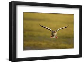 Greylag Goose (Anser Anser) in Flight, Caerlaverock Wwt, Scotland, Solway, UK, January-Danny Green-Framed Photographic Print