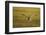 Greylag Goose (Anser Anser) in Flight, Caerlaverock Wwt, Scotland, Solway, UK, January-Danny Green-Framed Photographic Print