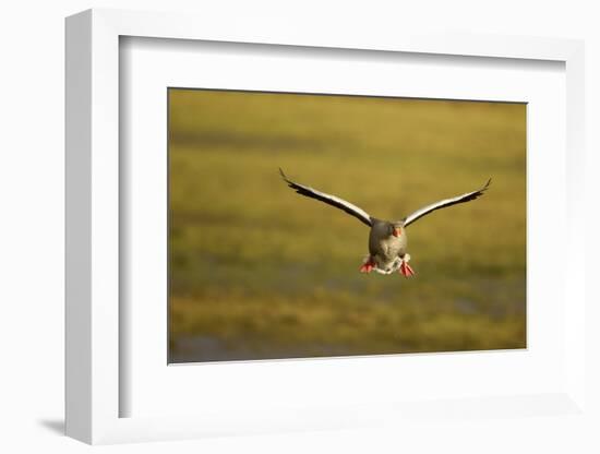 Greylag Goose (Anser Anser) in Flight, Caerlaverock Wwt, Scotland, Solway, UK, January-Danny Green-Framed Photographic Print