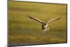 Greylag Goose (Anser Anser) in Flight, Caerlaverock Wwt, Scotland, Solway, UK, January-Danny Green-Mounted Photographic Print