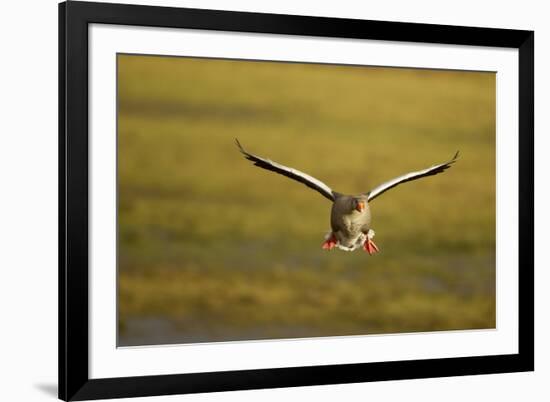 Greylag Goose (Anser Anser) in Flight, Caerlaverock Wwt, Scotland, Solway, UK, January-Danny Green-Framed Photographic Print