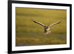 Greylag Goose (Anser Anser) in Flight, Caerlaverock Wwt, Scotland, Solway, UK, January-Danny Green-Framed Photographic Print