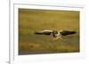 Greylag Goose (Anser Anser) in Flight, Caerlaverock Wwt, Scotland, Solway, UK, January-Danny Green-Framed Photographic Print