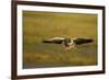 Greylag Goose (Anser Anser) in Flight, Caerlaverock Wwt, Scotland, Solway, UK, January-Danny Green-Framed Photographic Print