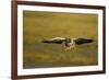 Greylag Goose (Anser Anser) in Flight, Caerlaverock Wwt, Scotland, Solway, UK, January-Danny Green-Framed Photographic Print