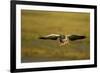 Greylag Goose (Anser Anser) in Flight, Caerlaverock Wwt, Scotland, Solway, UK, January-Danny Green-Framed Photographic Print