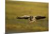 Greylag Goose (Anser Anser) in Flight, Caerlaverock Wwt, Scotland, Solway, UK, January-Danny Green-Mounted Photographic Print