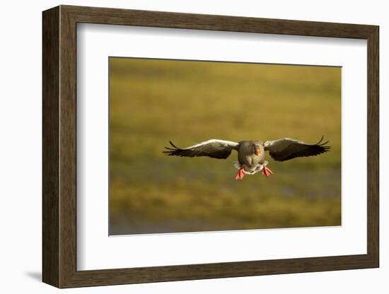 Greylag Goose (Anser Anser) in Flight, Caerlaverock Wwt, Scotland, Solway, UK, January-Danny Green-Framed Photographic Print