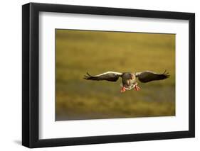 Greylag Goose (Anser Anser) in Flight, Caerlaverock Wwt, Scotland, Solway, UK, January-Danny Green-Framed Photographic Print