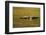 Greylag Goose (Anser Anser) in Flight, Caerlaverock Wwt, Scotland, Solway, UK, January-Danny Green-Framed Photographic Print