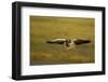 Greylag Goose (Anser Anser) in Flight, Caerlaverock Wwt, Scotland, Solway, UK, January-Danny Green-Framed Photographic Print