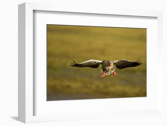Greylag Goose (Anser Anser) in Flight, Caerlaverock Wwt, Scotland, Solway, UK, January-Danny Green-Framed Photographic Print
