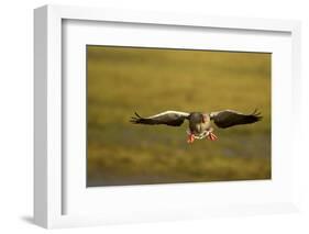 Greylag Goose (Anser Anser) in Flight, Caerlaverock Wwt, Scotland, Solway, UK, January-Danny Green-Framed Photographic Print