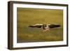 Greylag Goose (Anser Anser) in Flight, Caerlaverock Wwt, Scotland, Solway, UK, January-Danny Green-Framed Photographic Print