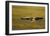 Greylag Goose (Anser Anser) in Flight, Caerlaverock Wwt, Scotland, Solway, UK, January-Danny Green-Framed Photographic Print