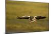 Greylag Goose (Anser Anser) in Flight, Caerlaverock Wwt, Scotland, Solway, UK, January-Danny Green-Mounted Photographic Print