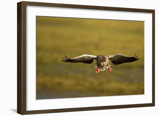 Greylag Goose (Anser Anser) in Flight, Caerlaverock Wwt, Scotland, Solway, UK, January-Danny Green-Framed Photographic Print