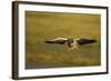 Greylag Goose (Anser Anser) in Flight, Caerlaverock Wwt, Scotland, Solway, UK, January-Danny Green-Framed Photographic Print