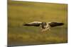 Greylag Goose (Anser Anser) in Flight, Caerlaverock Wwt, Scotland, Solway, UK, January-Danny Green-Mounted Photographic Print
