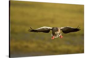 Greylag Goose (Anser Anser) in Flight, Caerlaverock Wwt, Scotland, Solway, UK, January-Danny Green-Stretched Canvas