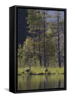 Greylag Goose (Anser Anser) Pair on Edge of Loch, Near Nesting Site, Scotland, UK, May 2010-Mark Hamblin-Framed Stretched Canvas