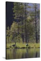 Greylag Goose (Anser Anser) Pair on Edge of Loch, Near Nesting Site, Scotland, UK, May 2010-Mark Hamblin-Stretched Canvas