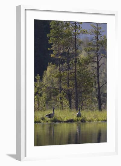 Greylag Goose (Anser Anser) Pair on Edge of Loch, Near Nesting Site, Scotland, UK, May 2010-Mark Hamblin-Framed Photographic Print