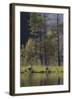 Greylag Goose (Anser Anser) Pair on Edge of Loch, Near Nesting Site, Scotland, UK, May 2010-Mark Hamblin-Framed Photographic Print