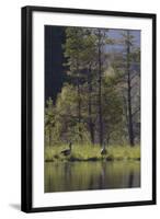 Greylag Goose (Anser Anser) Pair on Edge of Loch, Near Nesting Site, Scotland, UK, May 2010-Mark Hamblin-Framed Photographic Print