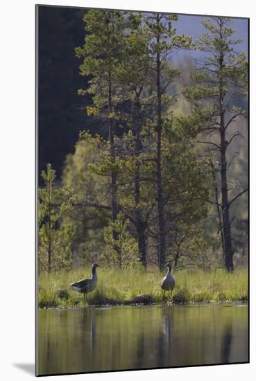 Greylag Goose (Anser Anser) Pair on Edge of Loch, Near Nesting Site, Scotland, UK, May 2010-Mark Hamblin-Mounted Photographic Print