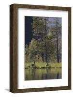 Greylag Goose (Anser Anser) Pair on Edge of Loch, Near Nesting Site, Scotland, UK, May 2010-Mark Hamblin-Framed Photographic Print