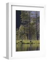 Greylag Goose (Anser Anser) Pair on Edge of Loch, Near Nesting Site, Scotland, UK, May 2010-Mark Hamblin-Framed Photographic Print