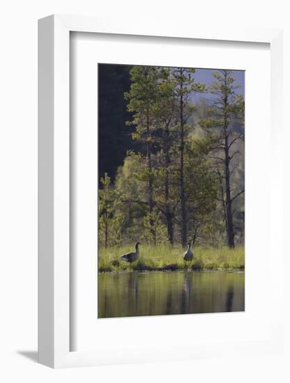 Greylag Goose (Anser Anser) Pair on Edge of Loch, Near Nesting Site, Scotland, UK, May 2010-Mark Hamblin-Framed Photographic Print