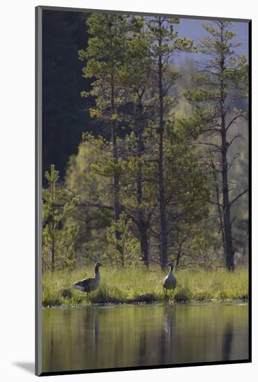 Greylag Goose (Anser Anser) Pair on Edge of Loch, Near Nesting Site, Scotland, UK, May 2010-Mark Hamblin-Mounted Photographic Print