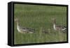 Greylag Goose (Anser Anser) Pair with Goslings, Texel, Netherlands, May 2009-Peltomäki-Framed Stretched Canvas