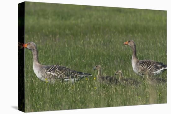 Greylag Goose (Anser Anser) Pair with Goslings, Texel, Netherlands, May 2009-Peltomäki-Stretched Canvas