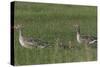 Greylag Goose (Anser Anser) Pair with Goslings, Texel, Netherlands, May 2009-Peltomäki-Stretched Canvas