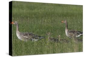 Greylag Goose (Anser Anser) Pair with Goslings, Texel, Netherlands, May 2009-Peltomäki-Stretched Canvas