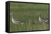 Greylag Goose (Anser Anser) Pair with Goslings, Texel, Netherlands, May 2009-Peltomäki-Framed Stretched Canvas