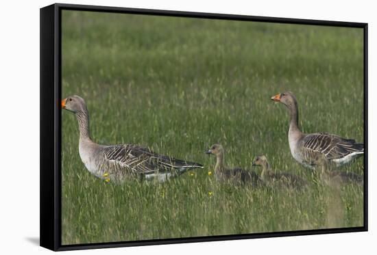 Greylag Goose (Anser Anser) Pair with Goslings, Texel, Netherlands, May 2009-Peltomäki-Framed Stretched Canvas