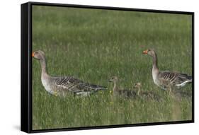 Greylag Goose (Anser Anser) Pair with Goslings, Texel, Netherlands, May 2009-Peltomäki-Framed Stretched Canvas